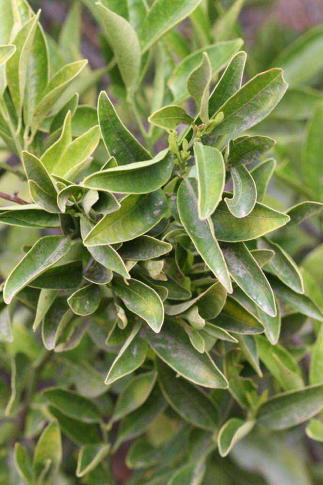              Sun leaves (Riverside, CA)       